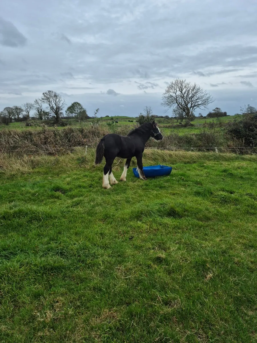 Colt foal - Image 1