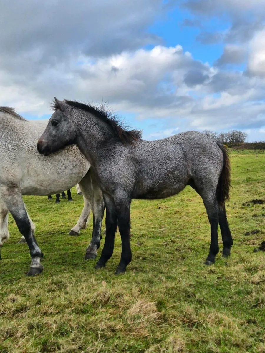 Lot 723 at clifden connemara sales - Image 1