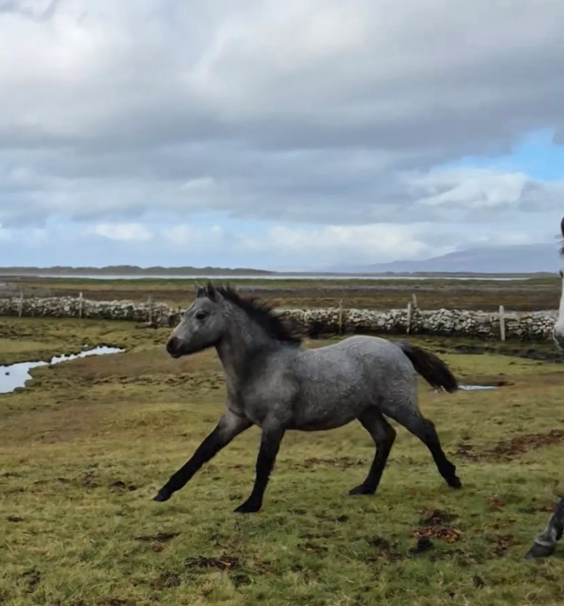 Lot 723 at clifden connemara sales - Image 2