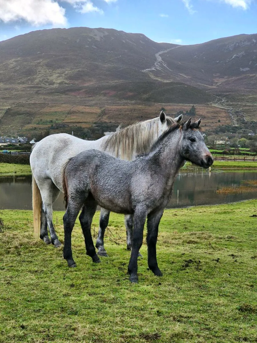 Lot 723 at clifden connemara sales - Image 3