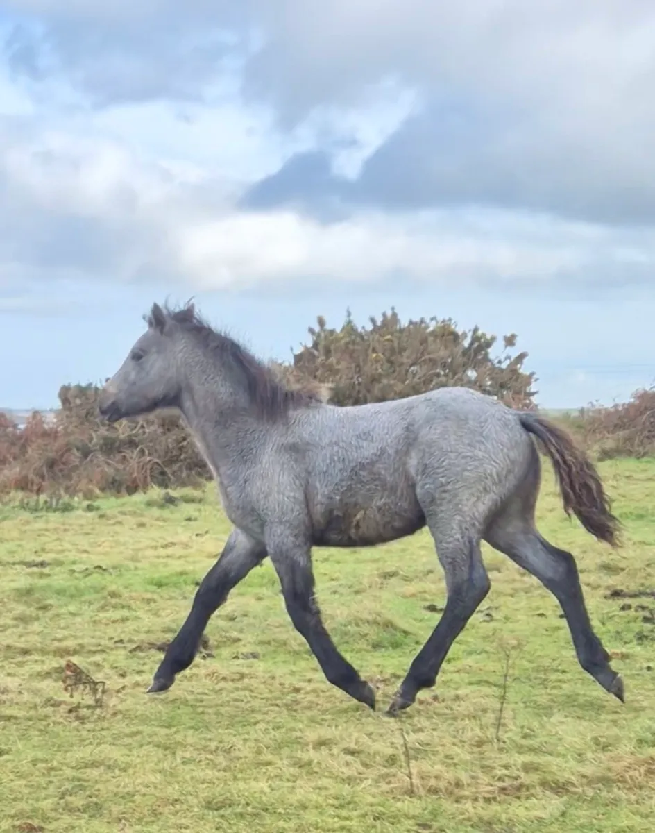 Lot 723 at clifden connemara sales - Image 4