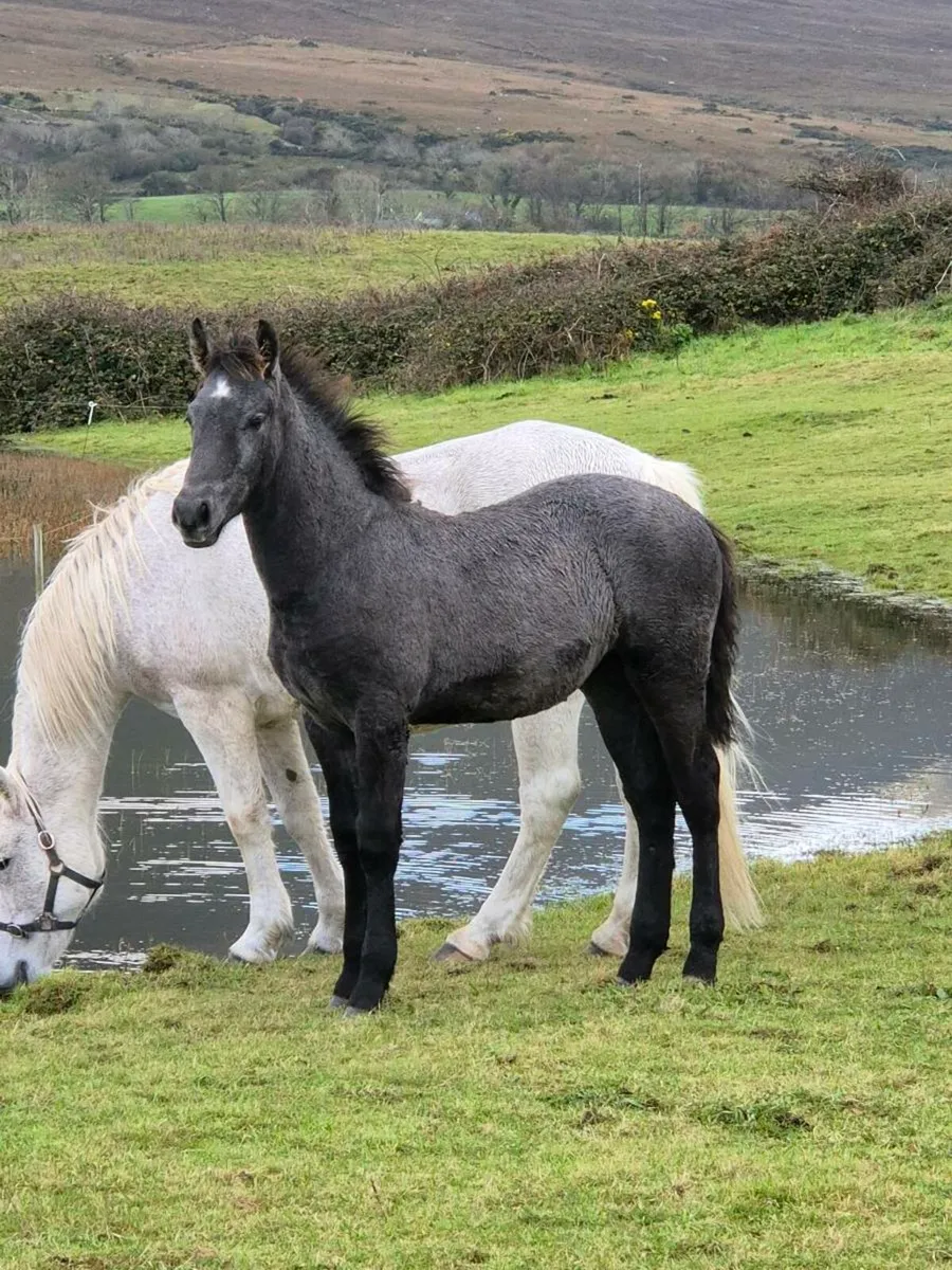 Lot 725 at clifden connemara sales - Image 1