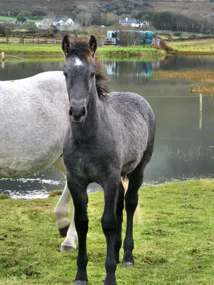 Lot 725 at clifden connemara sales - Image 2