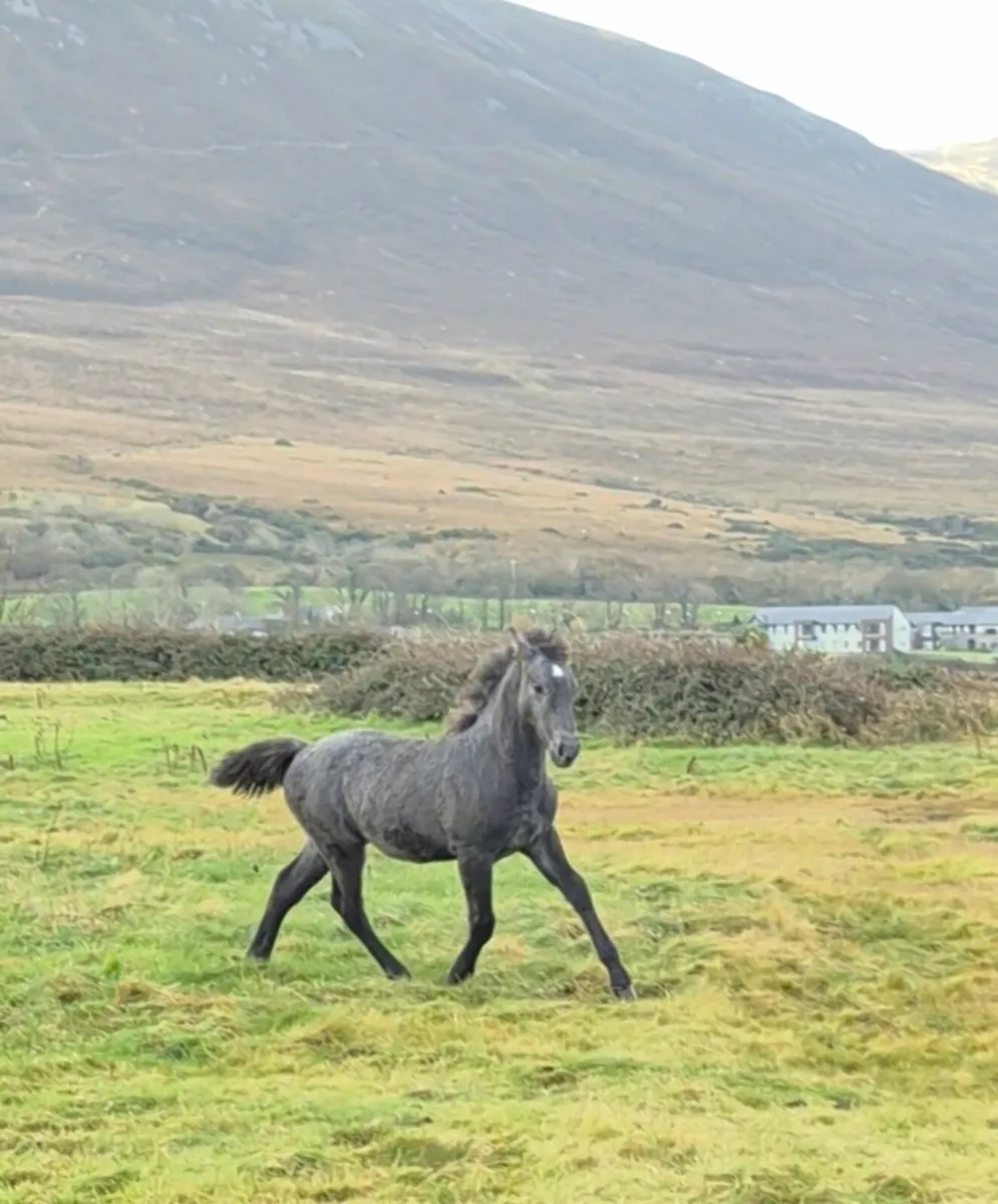 Lot 725 at clifden connemara sales - Image 3
