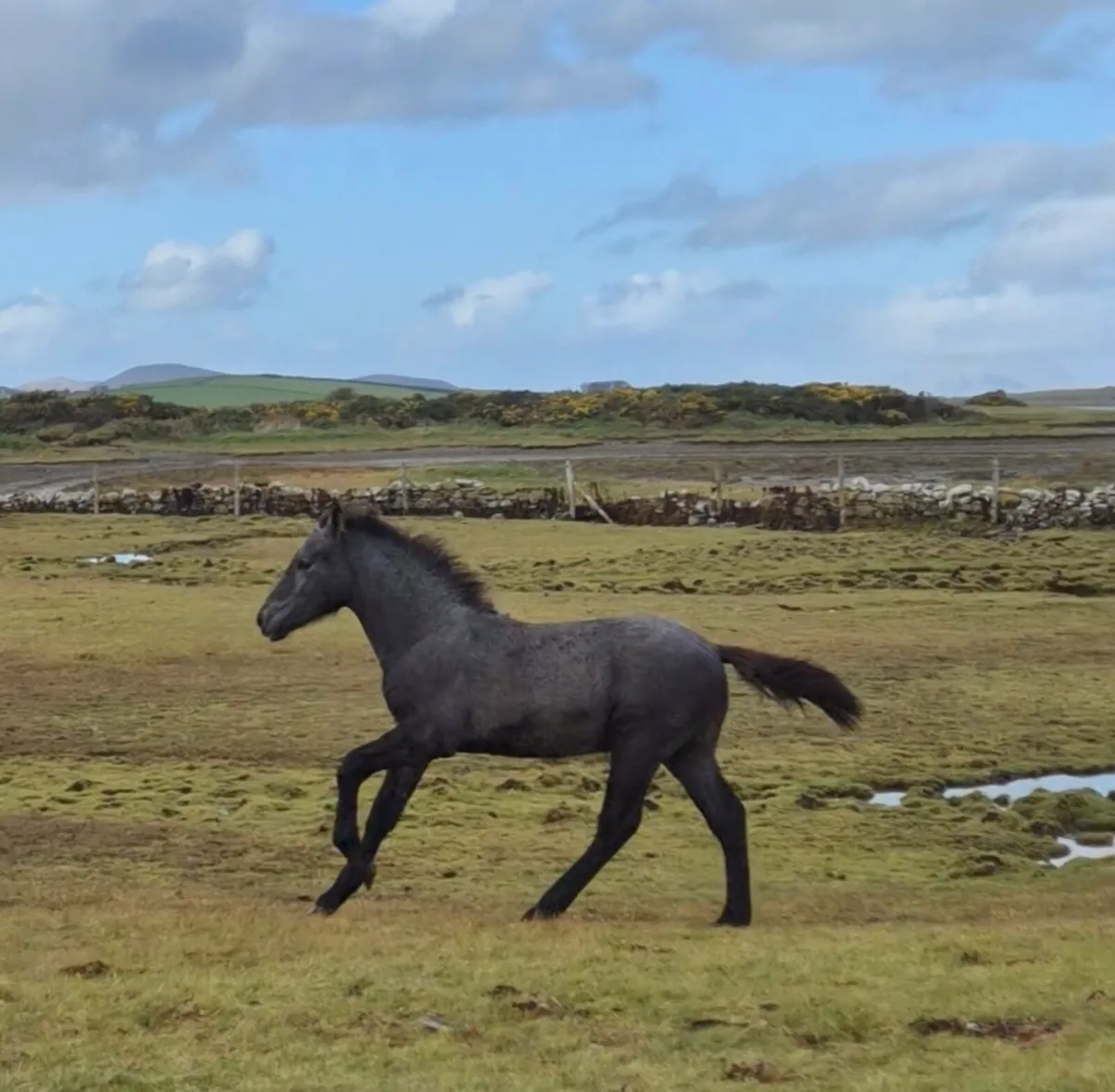 Lot 725 at clifden connemara sales - Image 4
