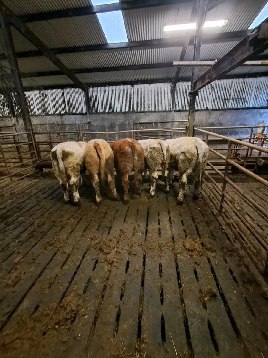 Organic Bullocks (9) - Image 2