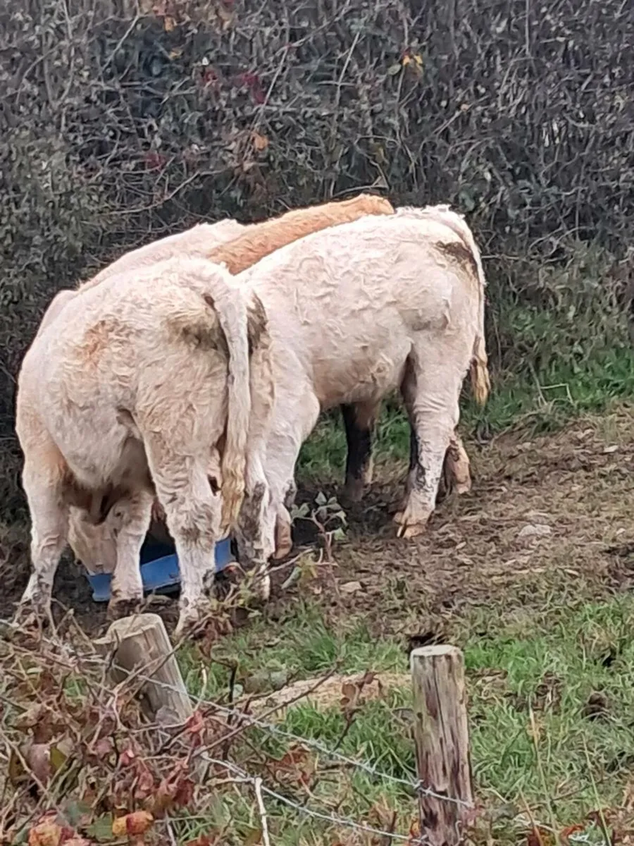 Organic Bullocks (9) - Image 3