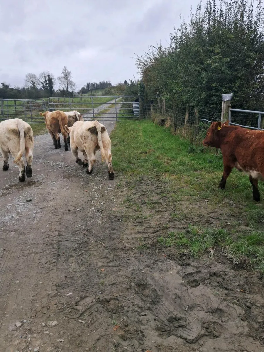 Organic Bullocks (9) - Image 4