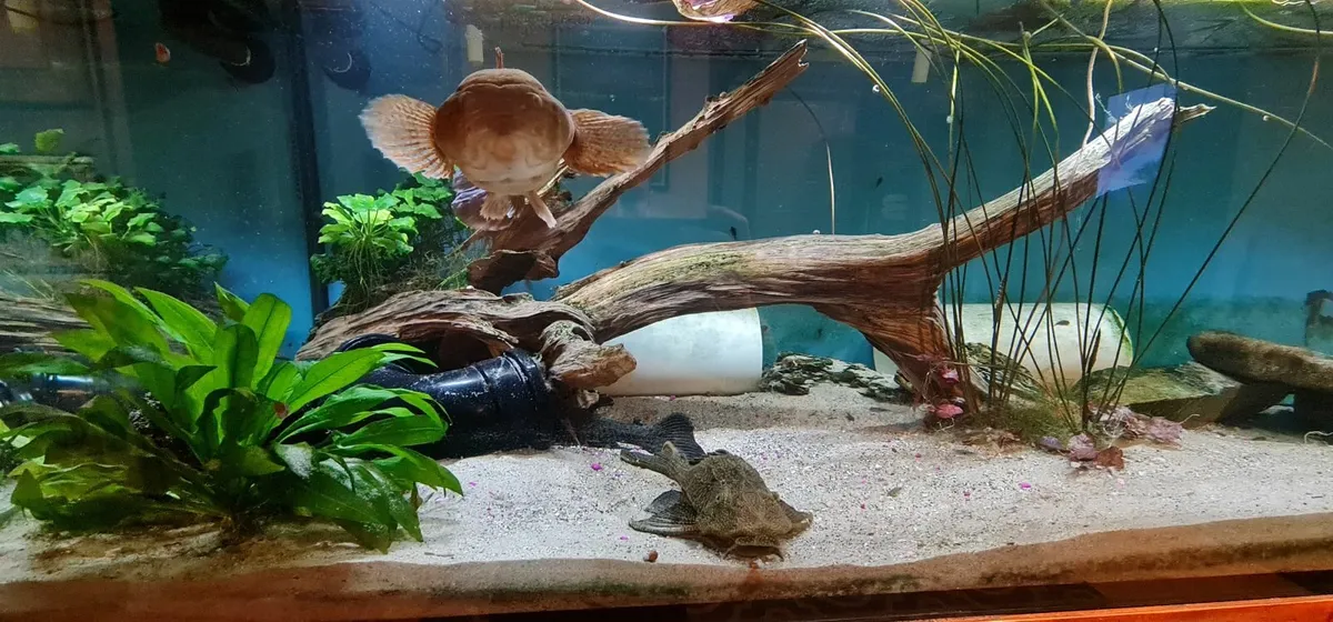 Fish Tanks - Image 1