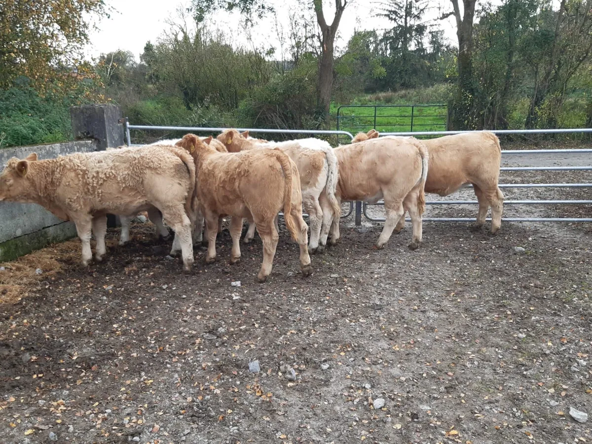 Top Quality CHX Heifer weanlings Portumna mart - Image 2