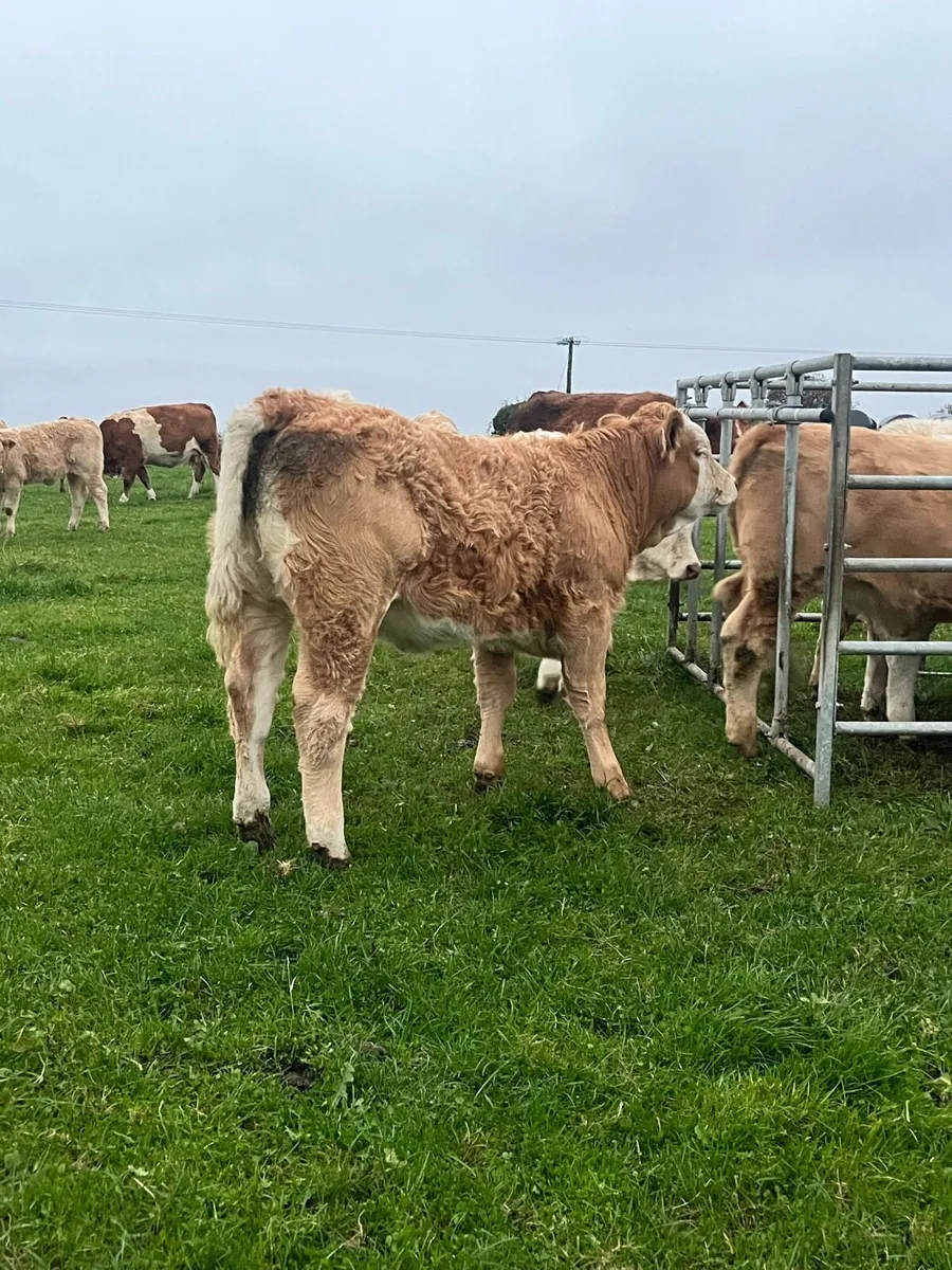 Top Quality CHX Heifer weanlings Portumna mart - Image 1