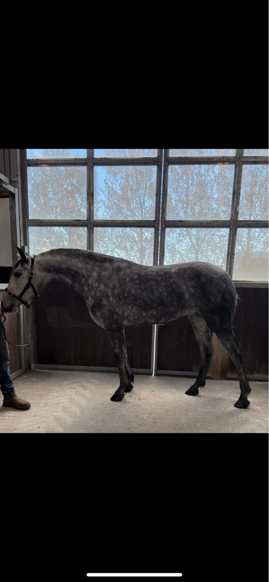 Class 1 overheight Connemara Filly - Image 1