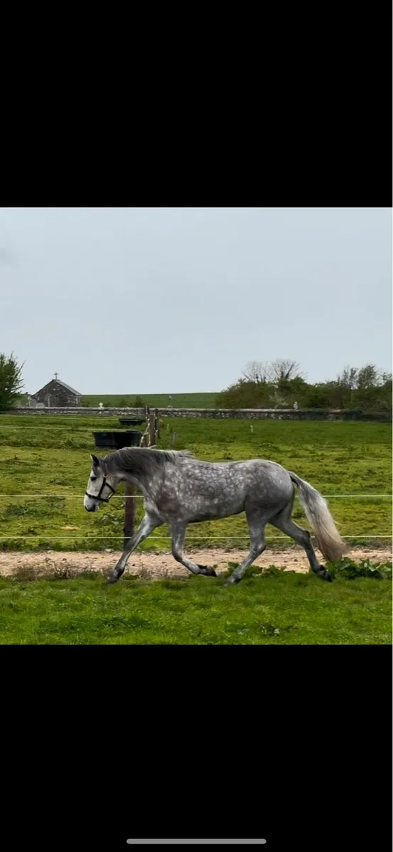 Class 1 overheight Connemara Filly - Image 2