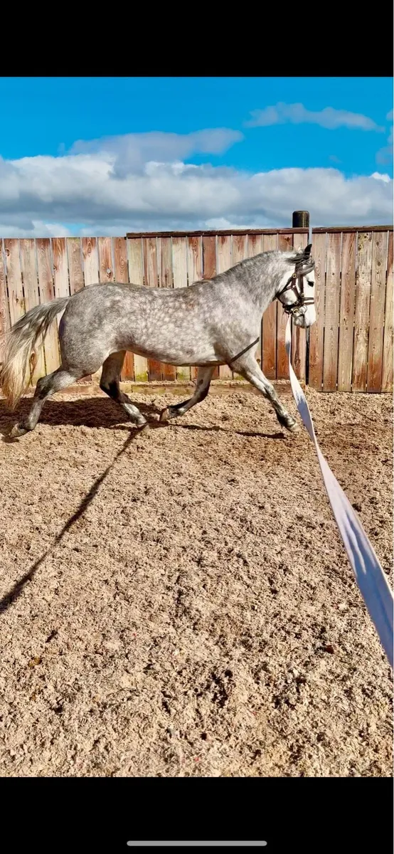 Class 1 overheight Connemara Filly - Image 3