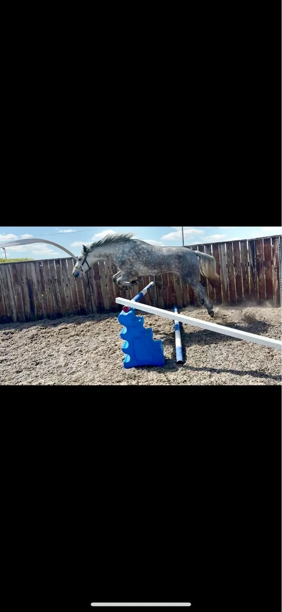 Class 1 overheight Connemara Filly - Image 4