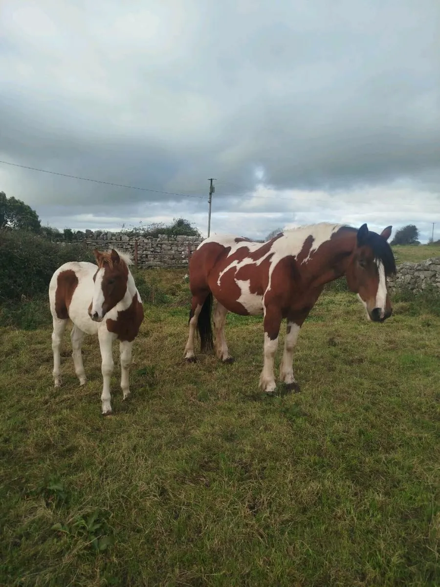 5 year old brood mare - Image 1