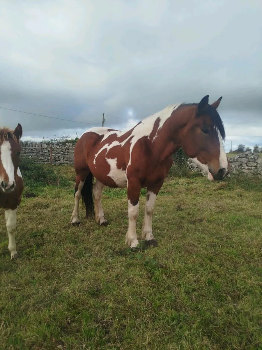 5 year old brood mare - Image 2