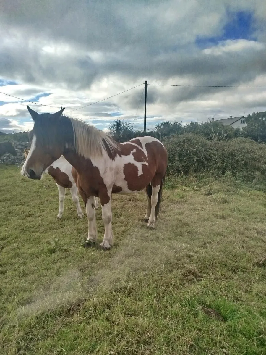 5 year old brood mare - Image 3