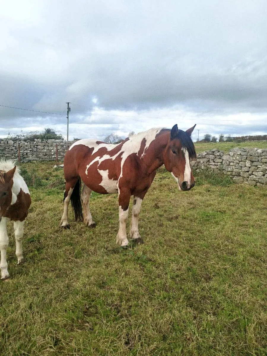 5 year old brood mare - Image 4