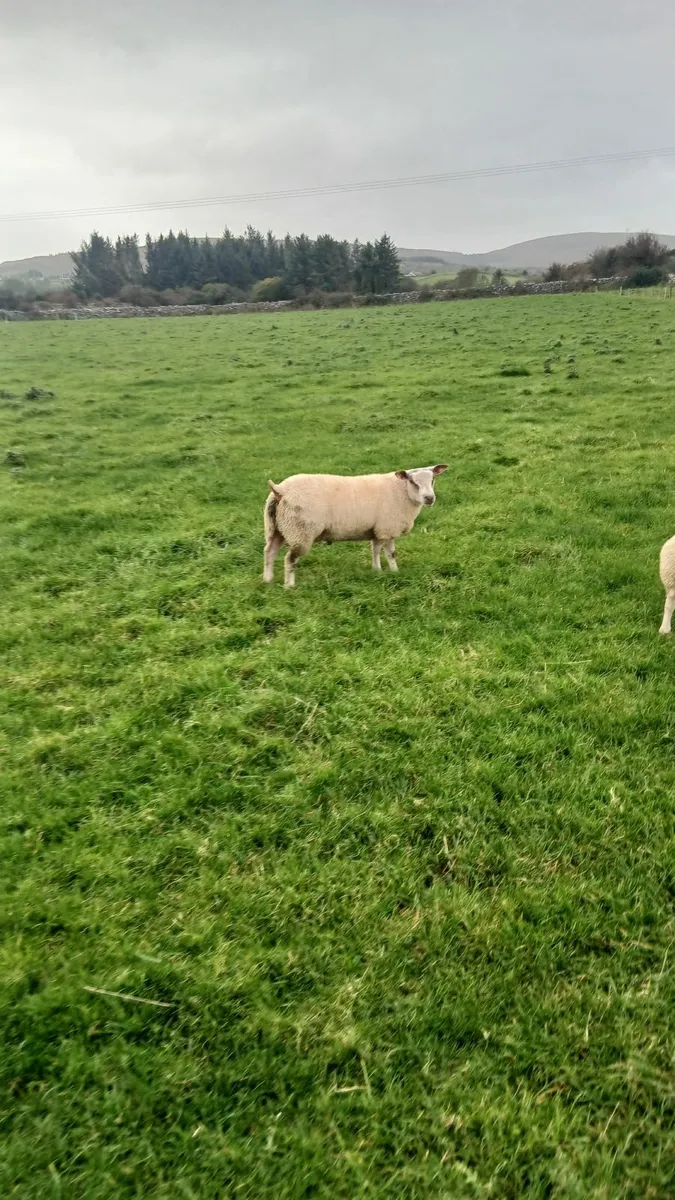 Ram lambs - Image 1