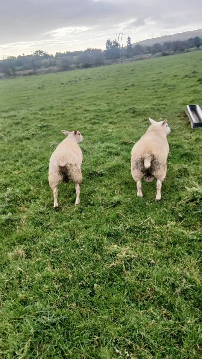Ram lambs - Image 2