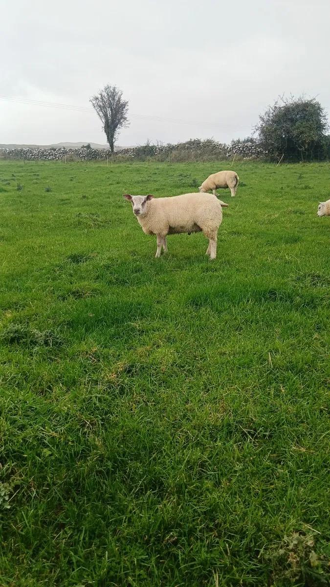 Ram lambs - Image 3
