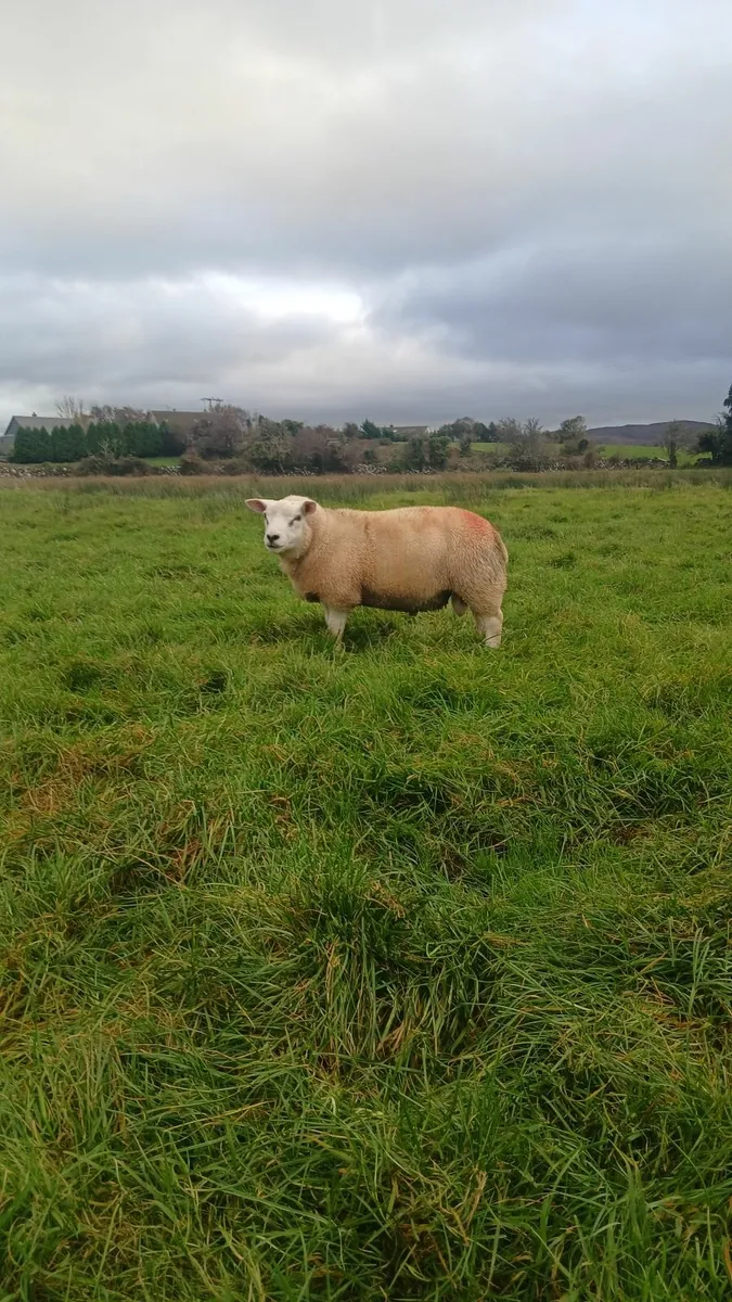 Ram lambs - Image 4