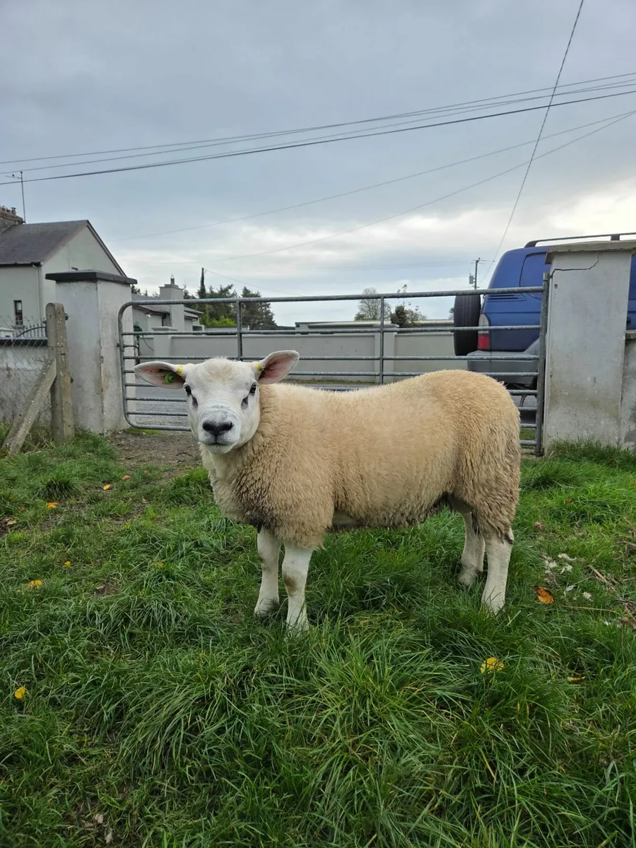 Texel Ram Lamb SIS eligible