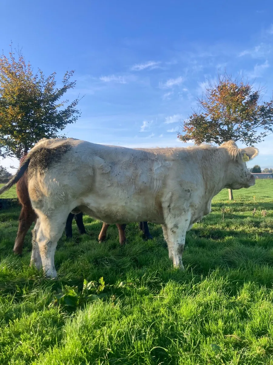 Bb x lanzar heifer 600kg - Image 1