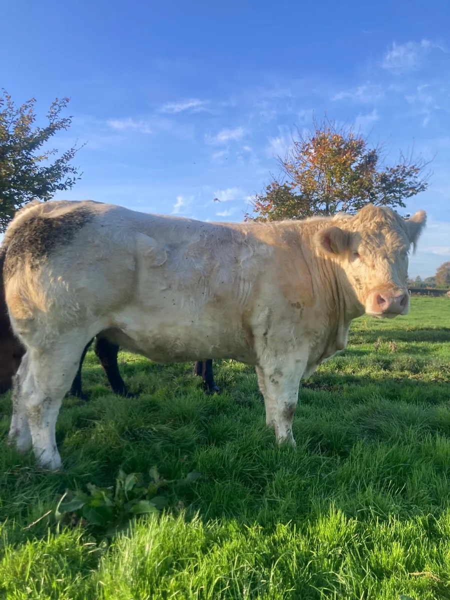 Bb x lanzar heifer 600kg - Image 2