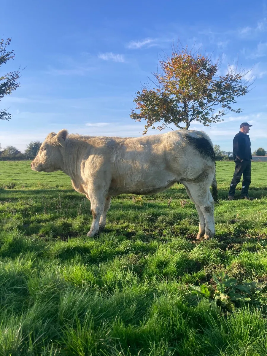 Bb x lanzar heifer 600kg - Image 3