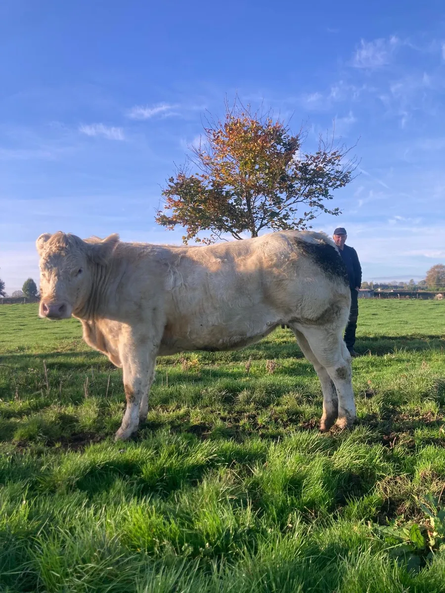 Bb x lanzar heifer 600kg - Image 4
