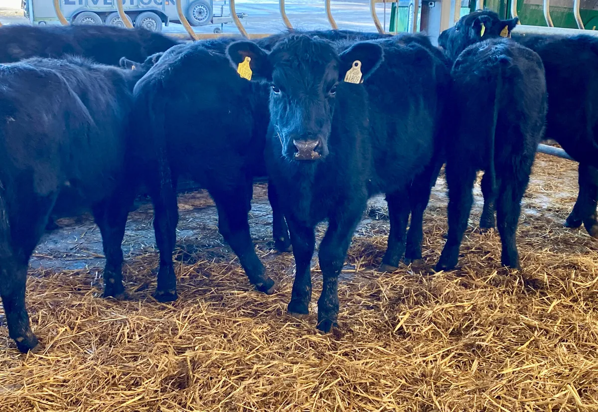 Angus Heifers @ Leinster Livestock - Image 3