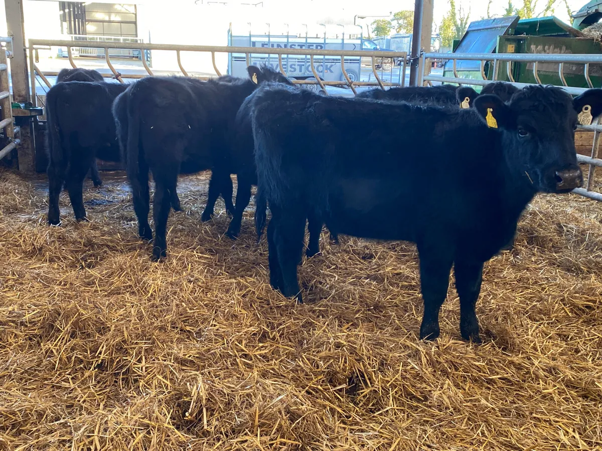 Angus Heifers @ Leinster Livestock - Image 1