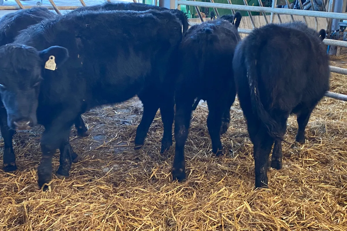 Angus Heifers @ Leinster Livestock - Image 4