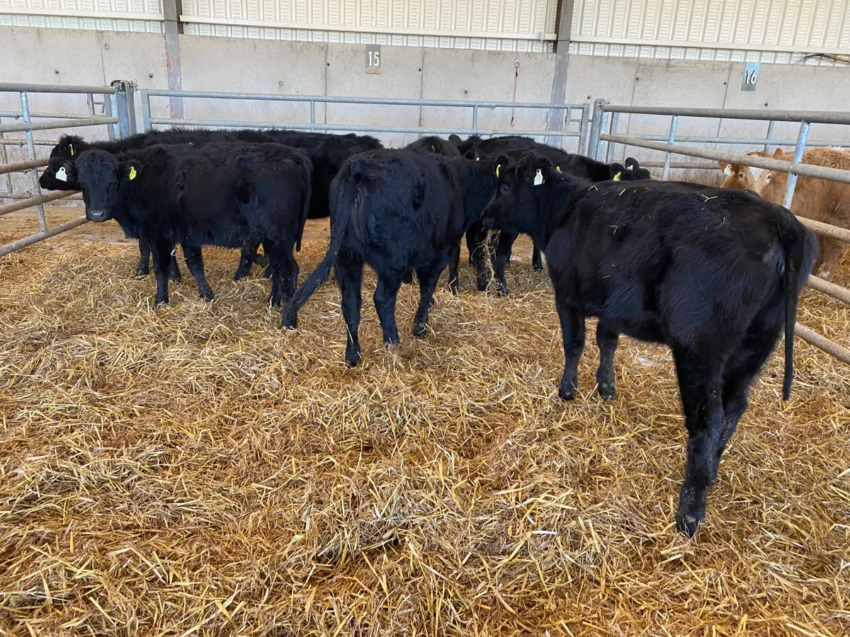 Angus Heifers @ Leinster Livestock - Image 2