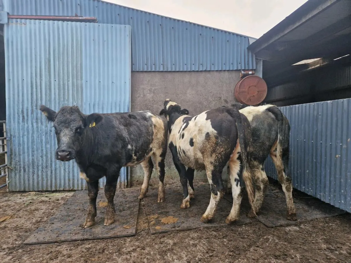 Breeding Heifers - Image 1