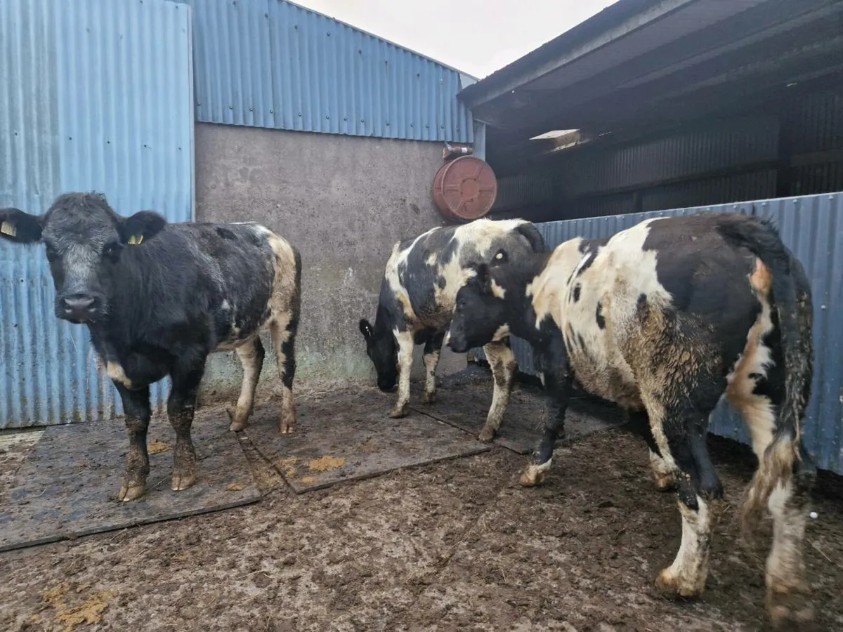 Breeding Heifers - Image 2