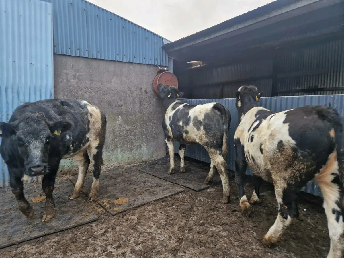 Breeding Heifers - Image 3