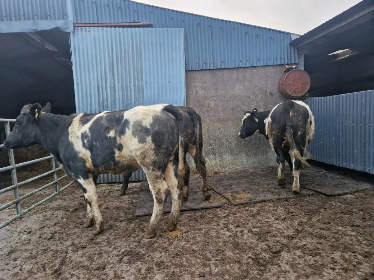 Breeding Heifers - Image 4