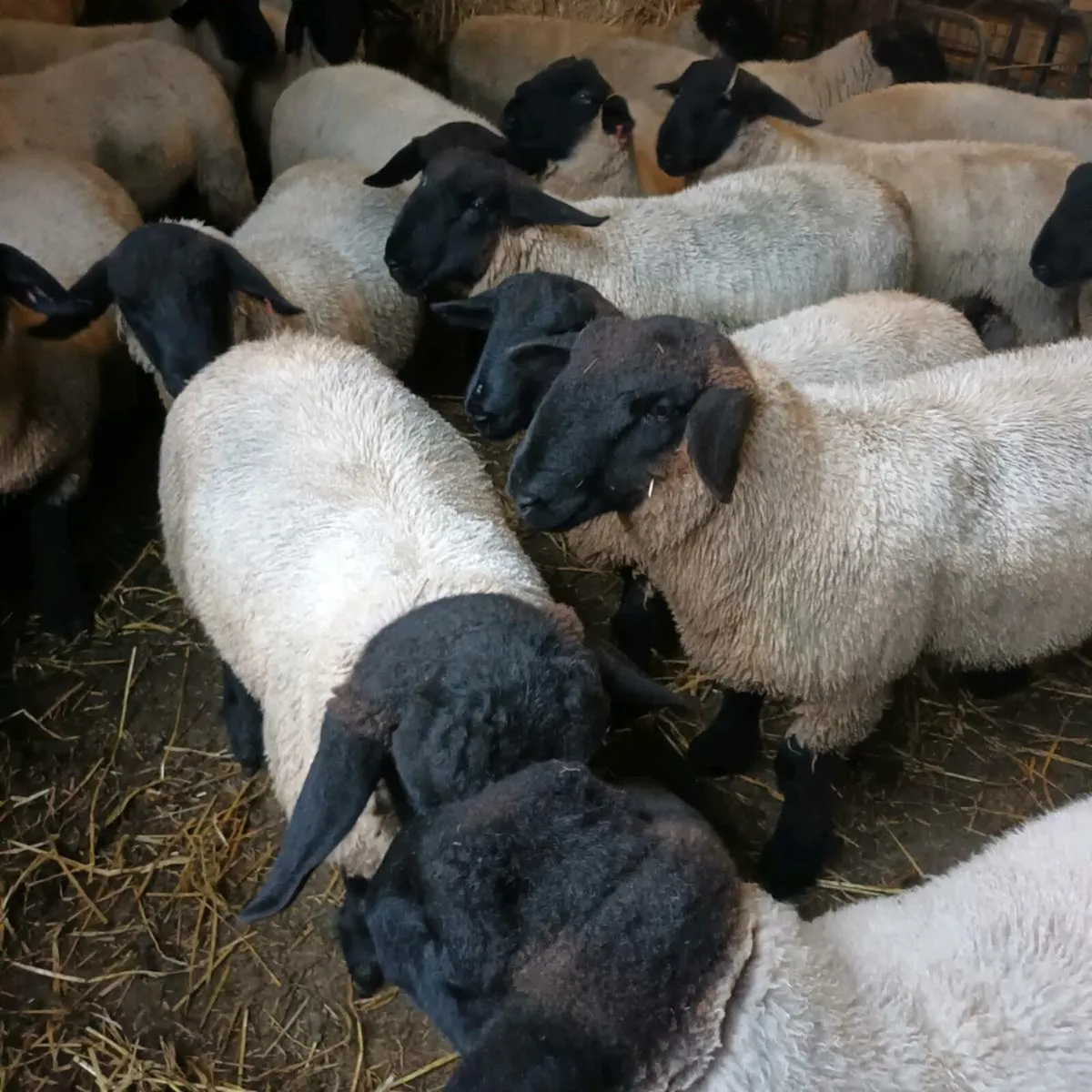 PBNR Suffolk Ram lambs - Image 1