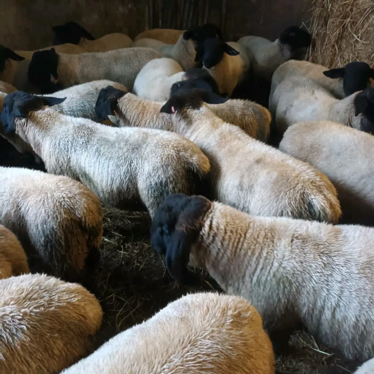 PBNR Suffolk Ram lambs - Image 2