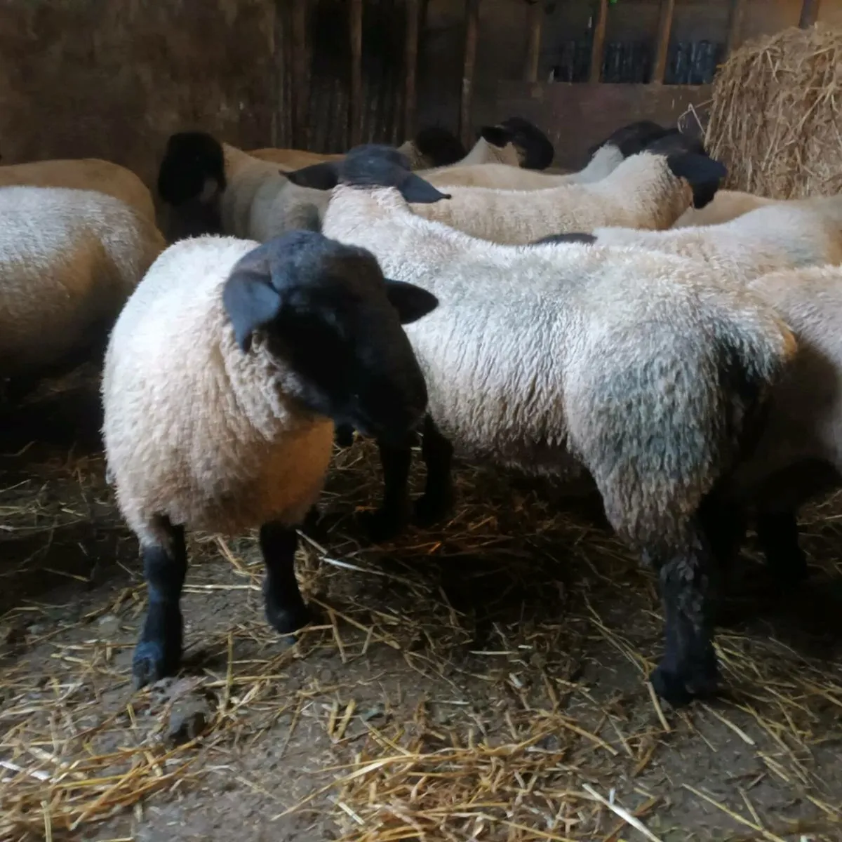 PBNR Suffolk Ram lambs - Image 3