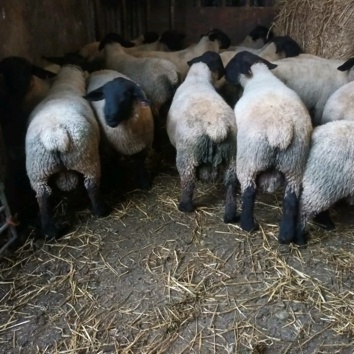 PBNR Suffolk Ram lambs - Image 4