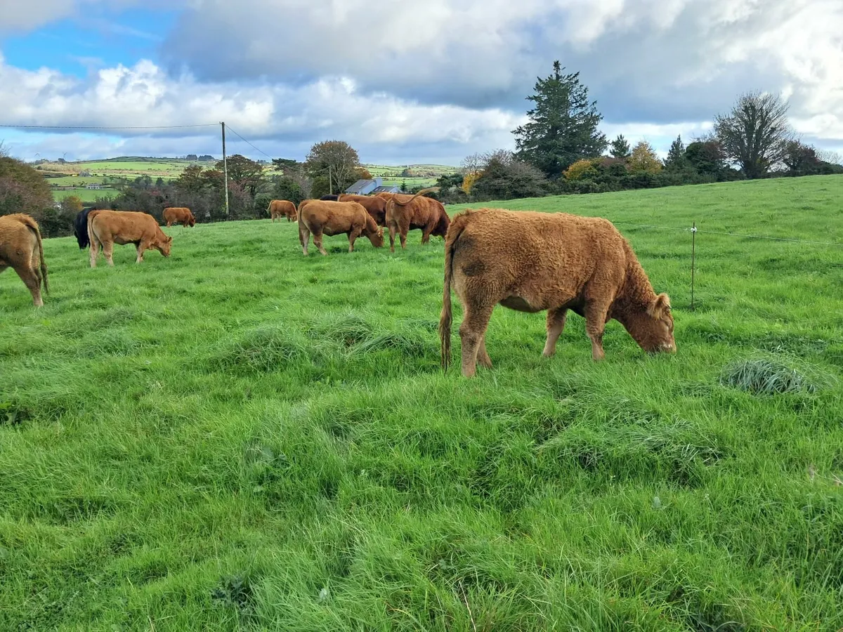 Limousin X Simmental heifers - Image 1