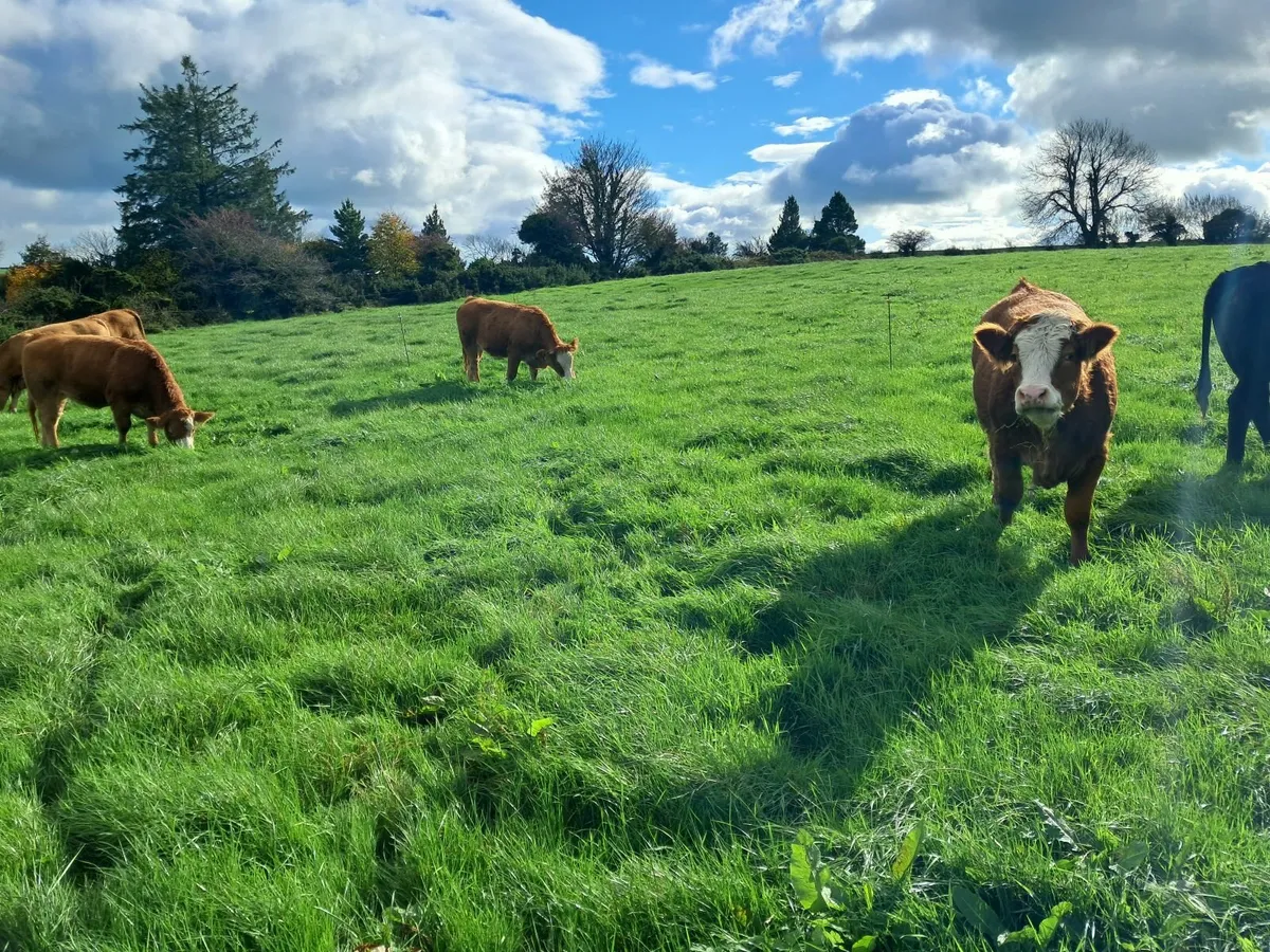 Limousin X Simmental heifers - Image 2