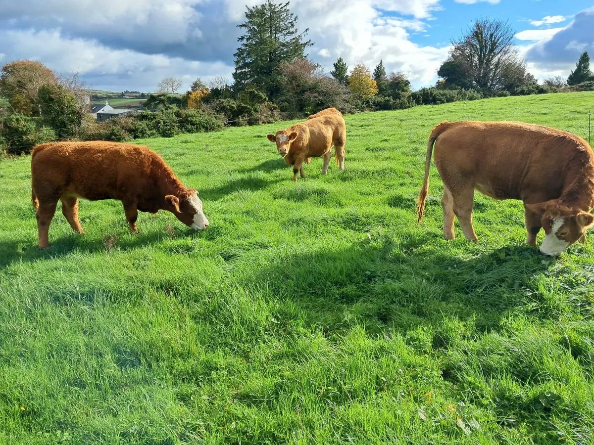 Limousin X Simmental heifers - Image 3
