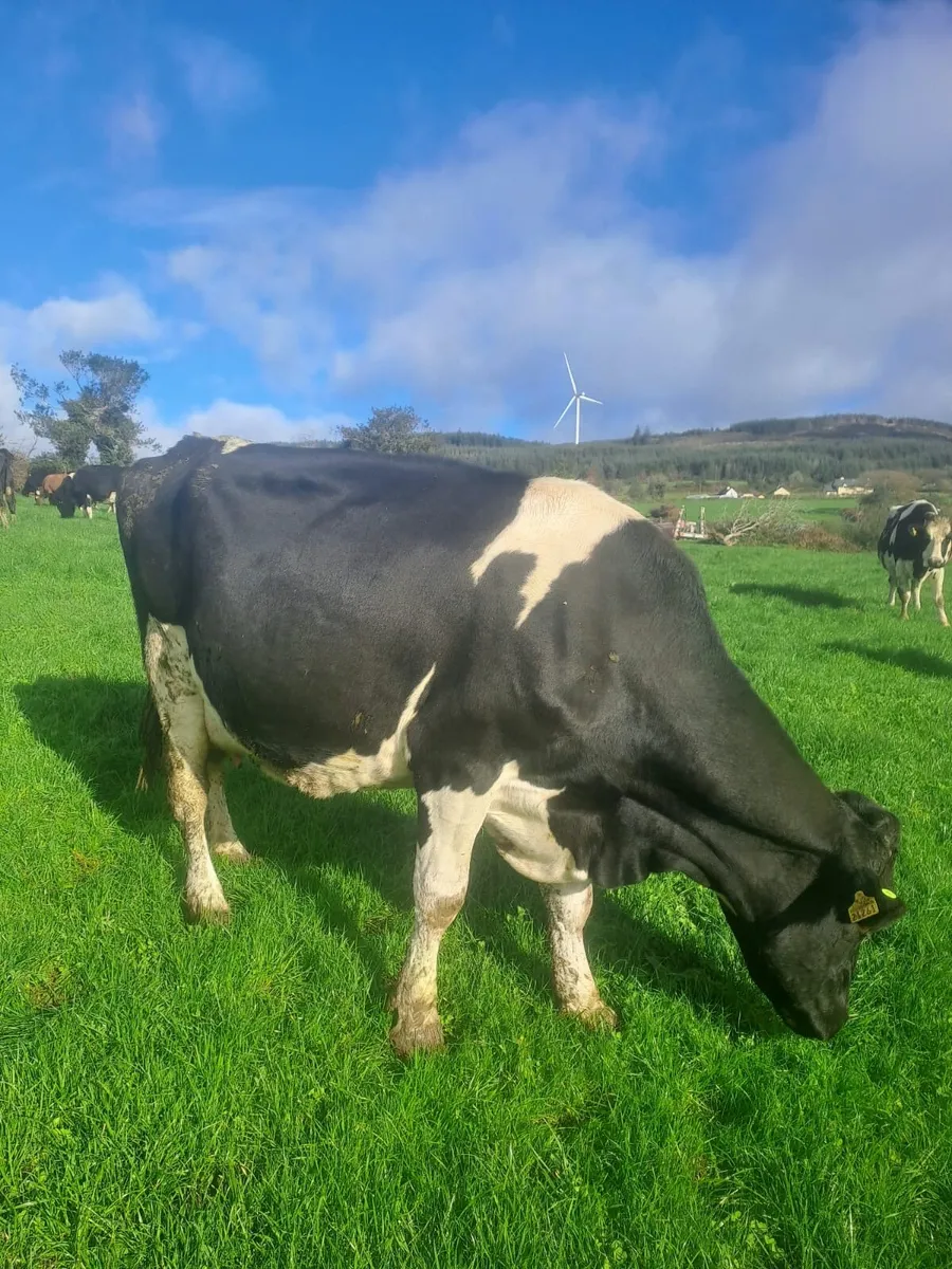 Milking cows-in calf - Image 1