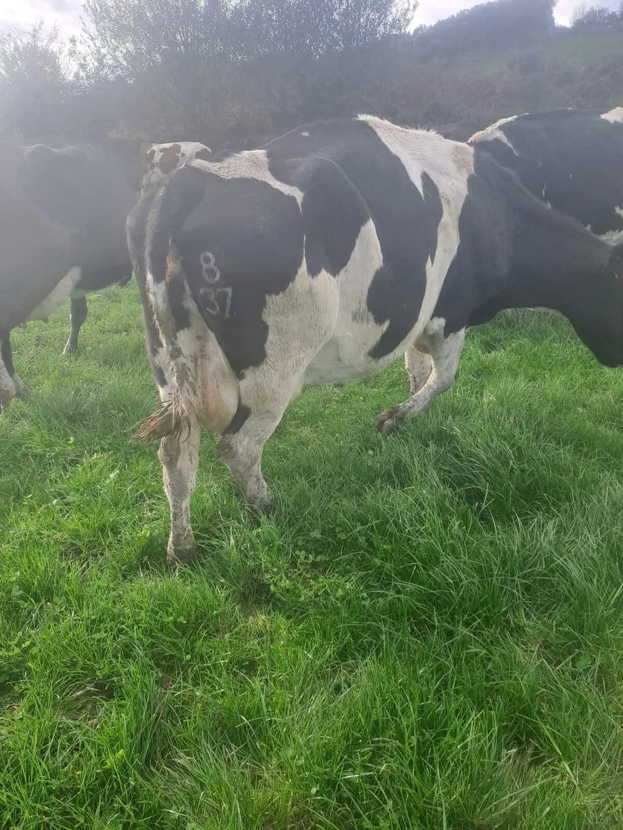 Milking cows-in calf - Image 2