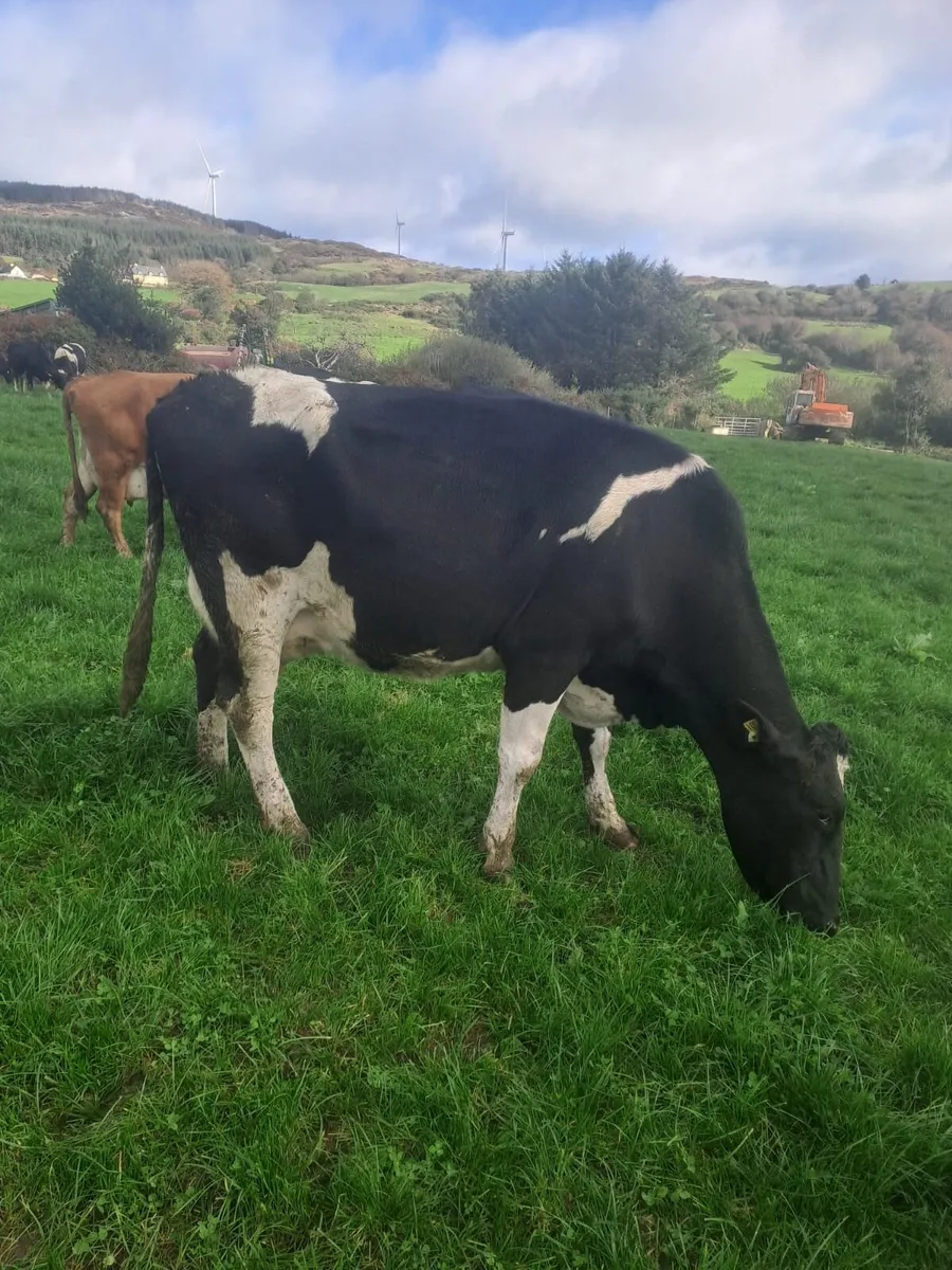 Milking cows-in calf - Image 3